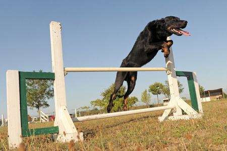 beauceron 在敏捷性