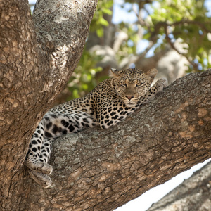 豹子躺在一棵树上