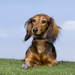 Dachshund小狗5个月大