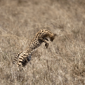 薮猫在塞伦盖蒂，坦桑尼亚，非洲跨越式