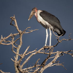 marabou 鹳 塞伦盖蒂国家公园 塞伦盖蒂 坦桑尼亚 空燃比
