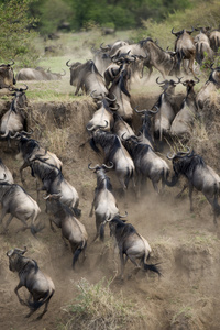 牛羚在塞伦盖蒂，坦桑尼亚，非洲中运行