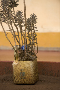 室外盆栽植物，坦桑尼亚非洲