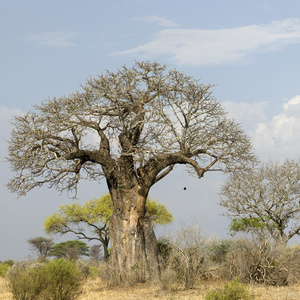 塞伦盖蒂，坦桑尼亚，非洲的巴尔博亚树