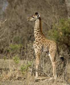 长颈鹿小牛站在草地，坦桑尼亚，丽特的侧视图