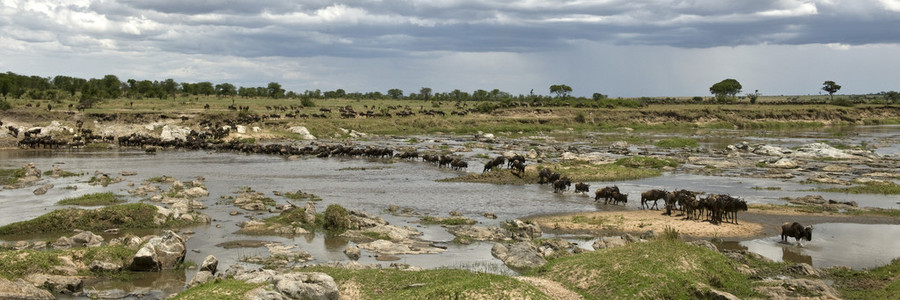 牛羚穿越塞伦盖蒂，坦桑尼亚，非洲河