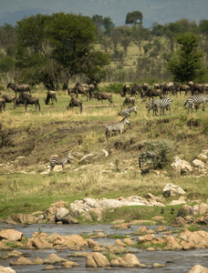 斑马和羚羊在塞伦盖蒂，坦桑尼亚，非洲