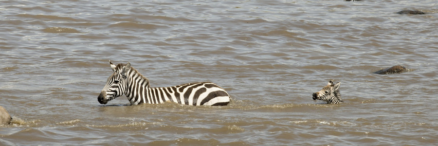 塞伦盖蒂，坦桑尼亚，非洲的斑马河