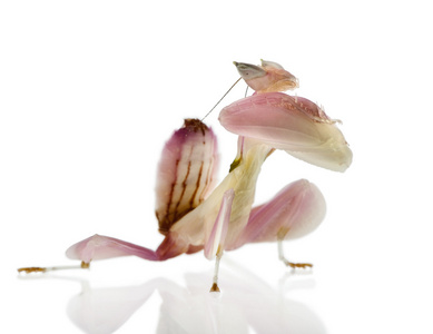 马来西亚的兰花螳螂，在白色背景前女 hymenopus 白