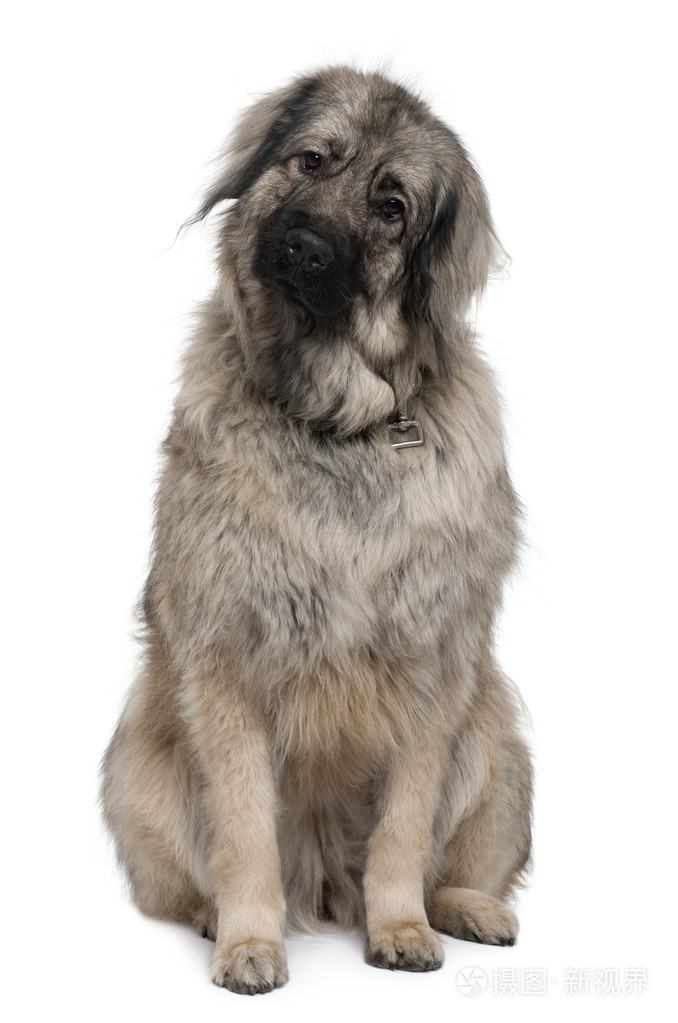 sarplaninac 或南斯拉夫牧羊犬,3 岁,坐在白色背景前