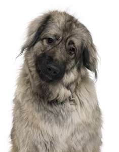 伊利里亚sarplaninac 或南斯拉夫牧羊犬,3 岁,坐在白色背景前照片