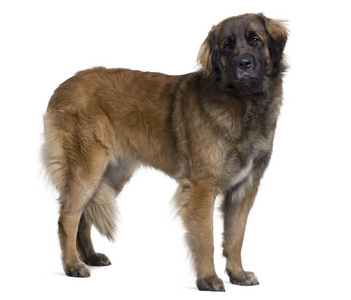 leonberger 狗，2 岁，站在前面的白色背景