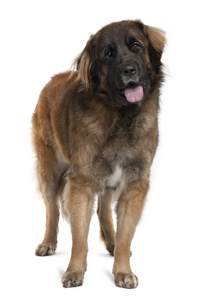 leonberger 狗，2 岁，站在前面的白色背景