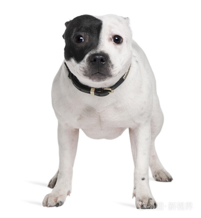 斯塔福郡斗牛犬7个月大站在白色背景前