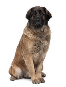 leonberger 狗，2 岁，坐在前面的白色背景