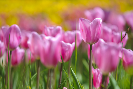 郁金香花