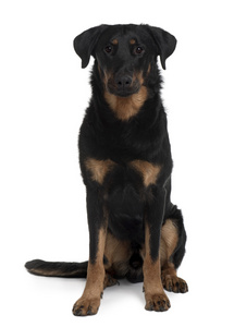 beauceron，1 岁，坐在白色背景前