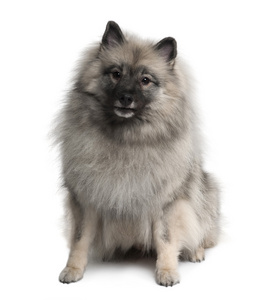 keeshond，3 岁，坐在前面的白色背景