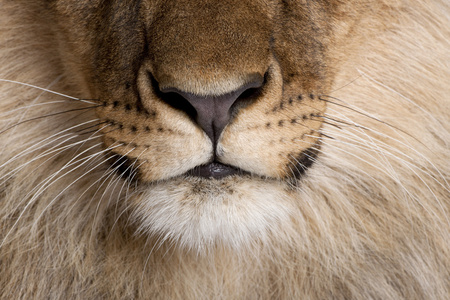 男人狮子鼻子图片图片