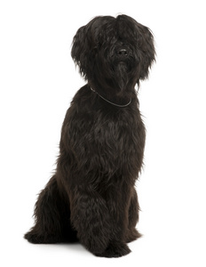 Briard, 9 ,     