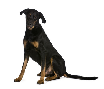 beauceron 狗，9 岁，坐在前面的白色背景