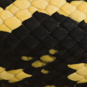 莫雷利亚 spilota 山青蛇特写天平，python 的亚种
