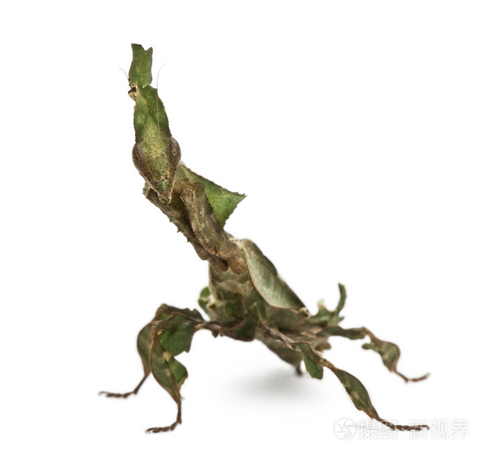 鬼螳螂phyllocraniaparadoxa螳螂3个月大