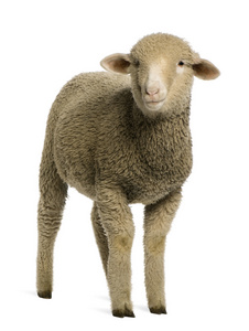 美利奴羊，4 个月大的肖像，在白色背景前