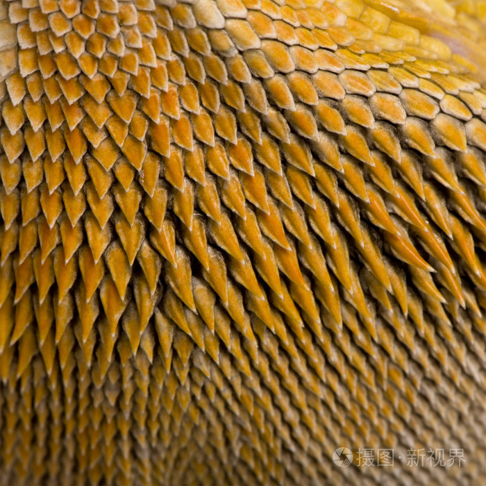 pogonahenrylawsoni劳森的龙鳞片的特写镜头