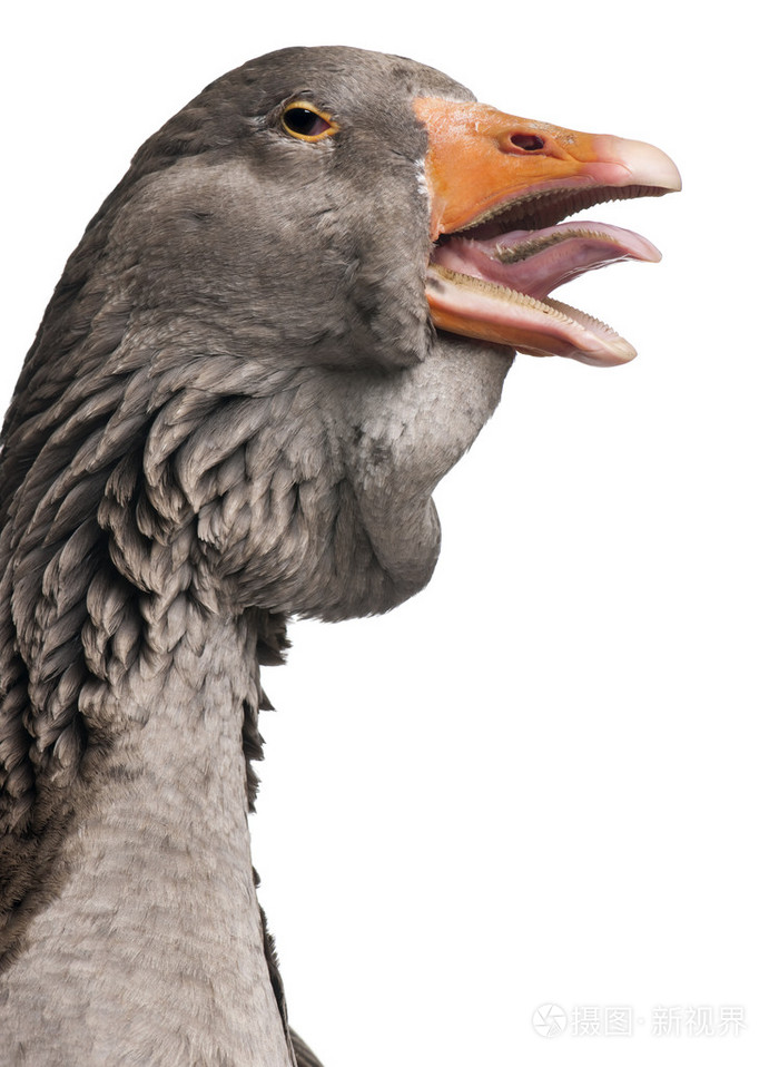 在白色背景的工作室拍摄图卢兹鹅