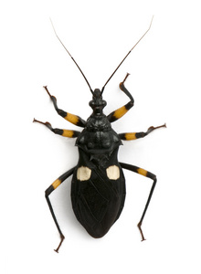 platymeris biguttatus，一属刺客 bug，猎蝽科