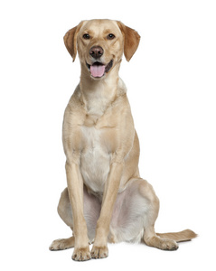拉布拉多猎犬，20 个月大，坐在白色背景前