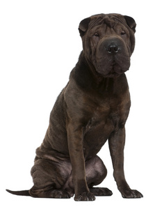 shar pei，1 岁，坐在前面白色背景