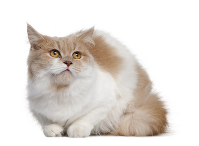 波斯语的猫，11 个月大，坐在白色背景前