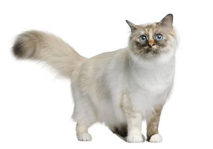 11 个月大，站在白色背景前 birman 猫