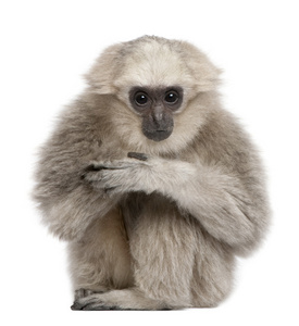 年轻的 pileated 长臂猿，1 年，长臂猿 pileatus，坐在白色背景前