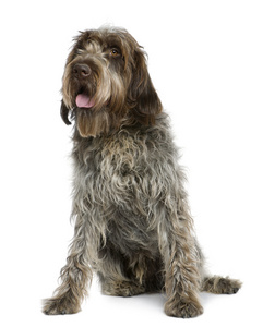 wirehaired 指向格里芬，11 个月大，坐在白色背景前