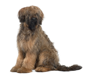 Briard, 9 ,     