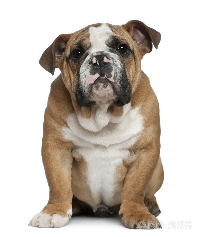 英国牛头犬小狗4个月大坐在白色背景前