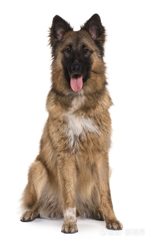 德国牧羊犬,8 个月大,坐在白色背景前