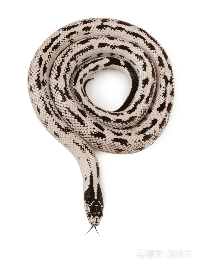 lampropeltis getula californiae,在白色背景前加州 kingsnake