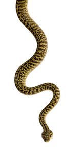 莫雷利亚 spilota 山青，python 的亚种