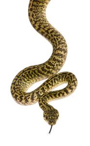 莫雷利亚 spilota 山青，python 的亚种