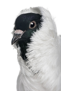 在白色背景前的长有羽毛的脚鸽子德国头盔