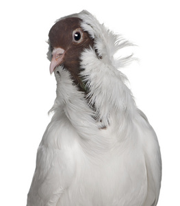 德国头盔与羽毛的脚鸽子栖息在棍子在白色背景上