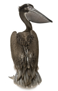 国鸟探讨年轻的粉红色备份的鹈鹕,2 个月大,站在前面的白色背景照片