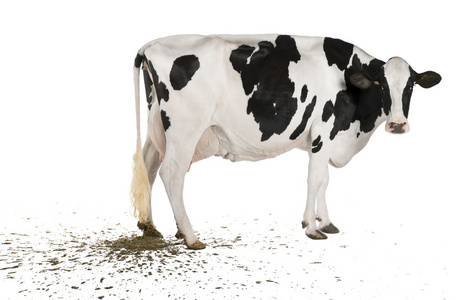 奶牛拉粑粑图片图片