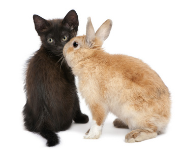 玩兔在白色背景前的黑色小猫