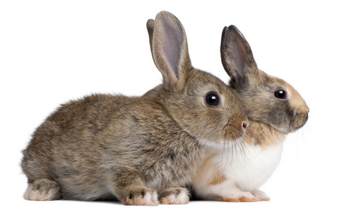 欧洲兔 穴兔串孔，坐在前面的白色背景的肖像