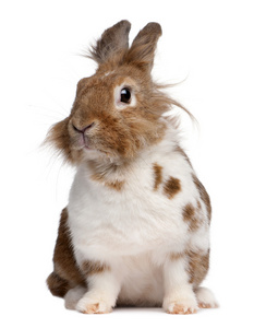欧洲野兔 穴兔串孔的肖像